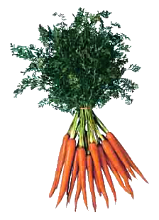 a carrot bunch